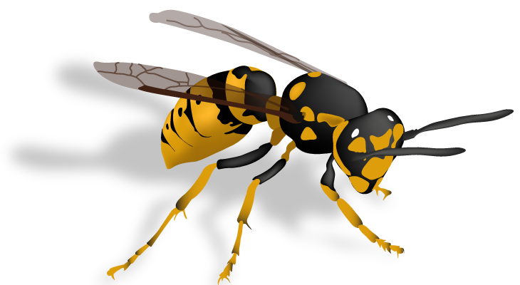 Hornet Insect Download Free PNG