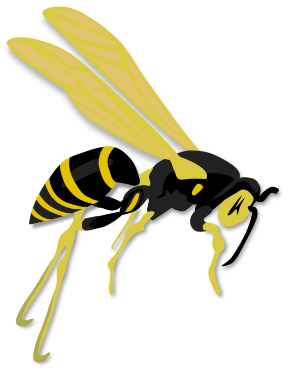 Hornet Insect Free PNG