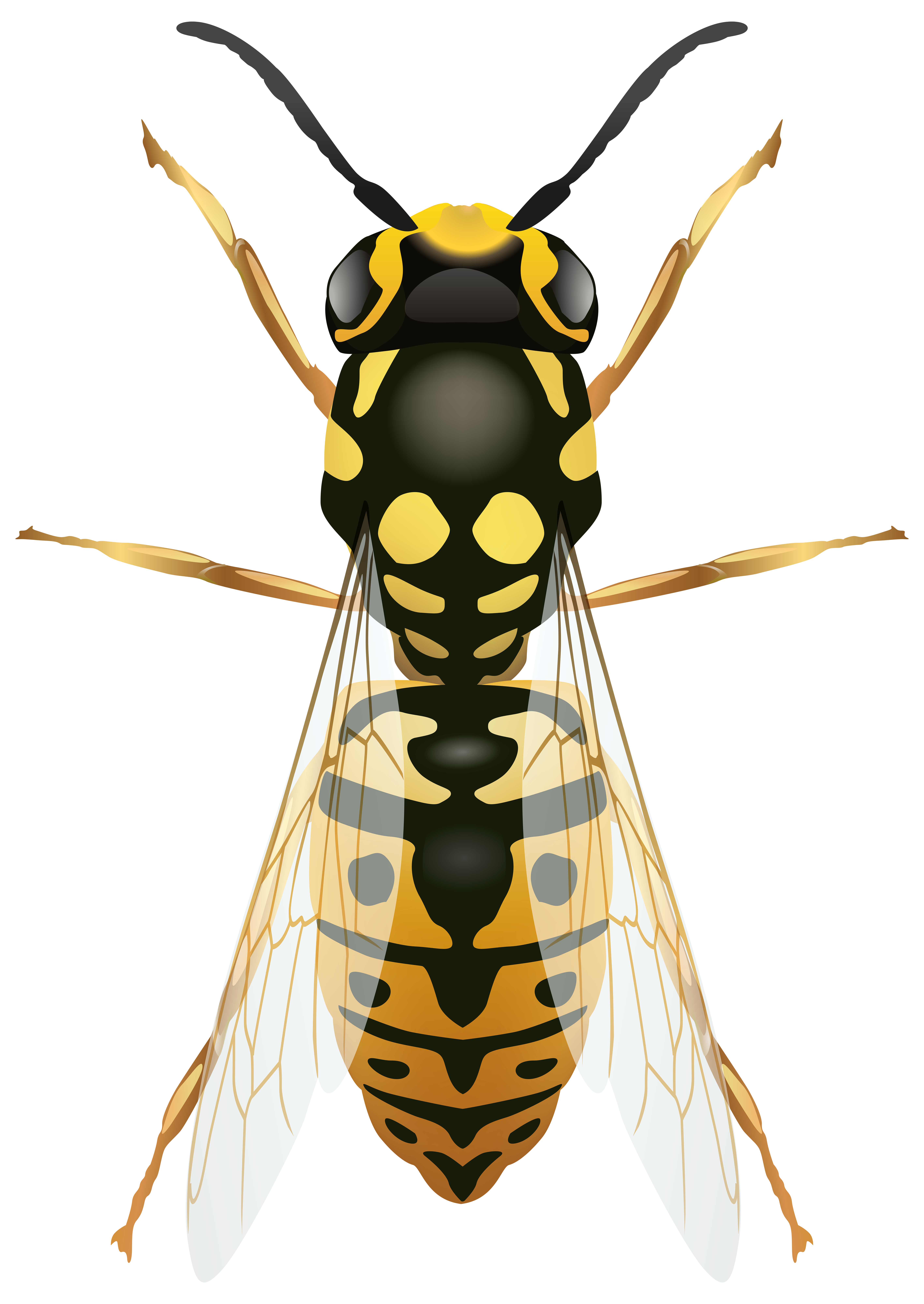 Hornet Insect No Background