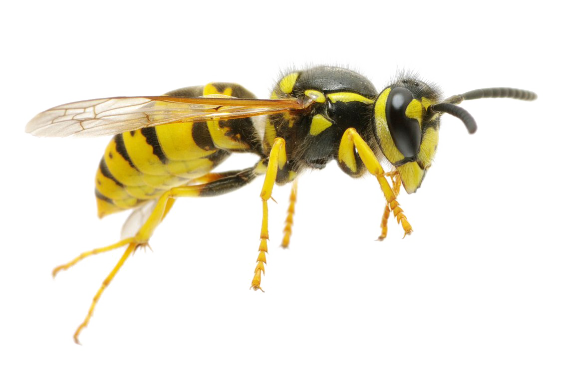 Hornet Insect PNG Background
