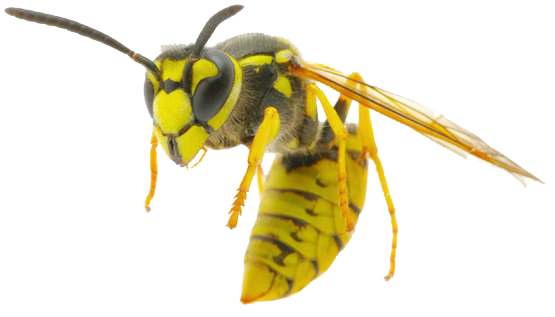 Hornet Insect PNG Images HD