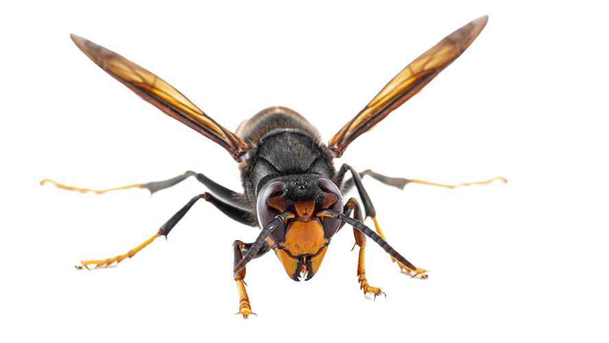 Hornet Insect PNG Photos