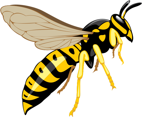 Hornet Insect Transparent File