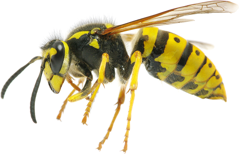 Hornet Insect Transparent Free PNG