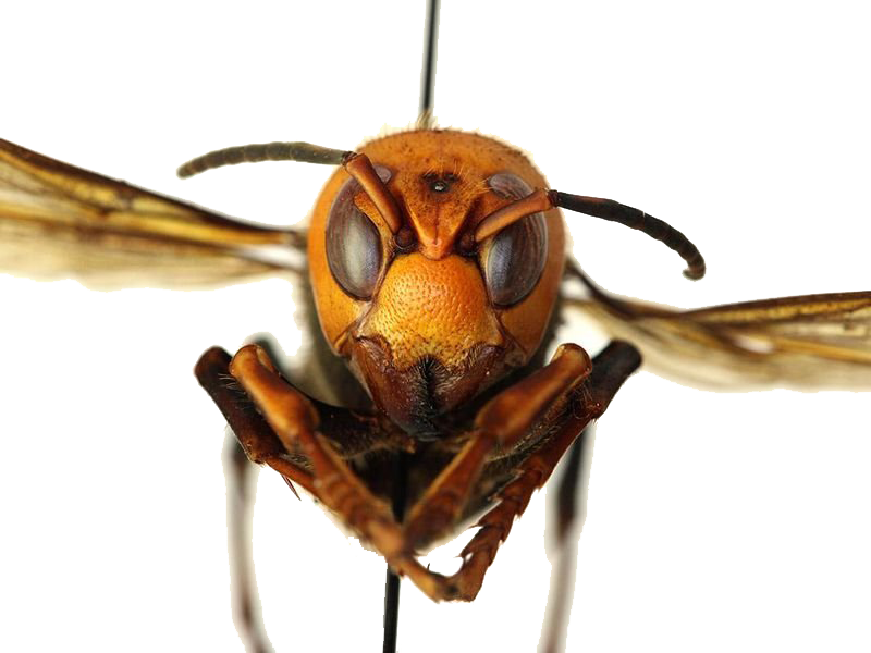 Hornet Insect Transparent Image