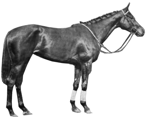 Horse Background PNG