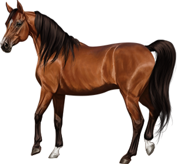 Horse Download Free PNG