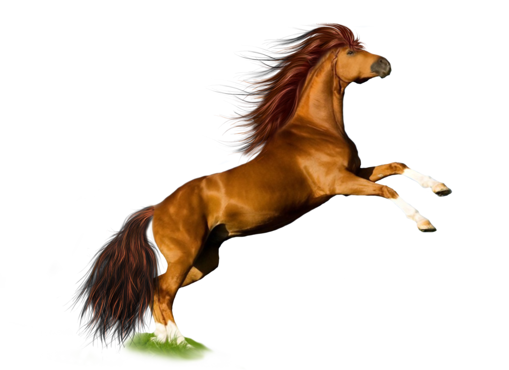 Horse Free PNG