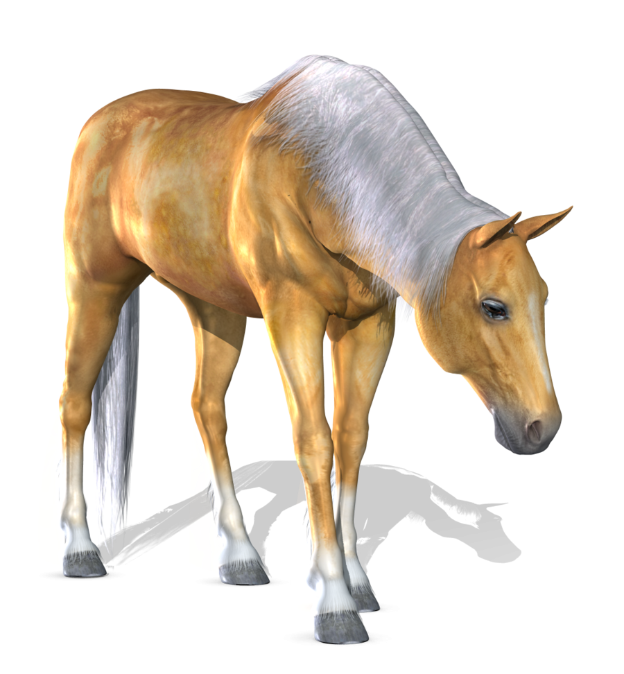 Horse PNG Clipart Background