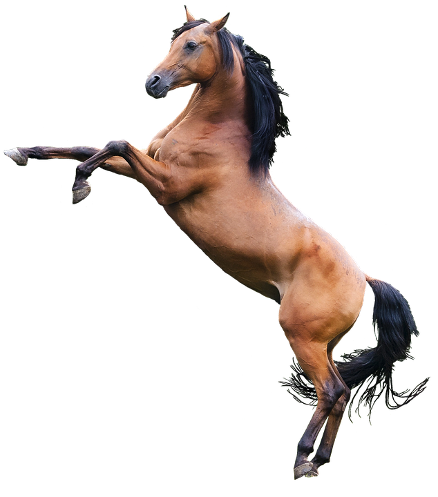 Horse PNG Photo Image
