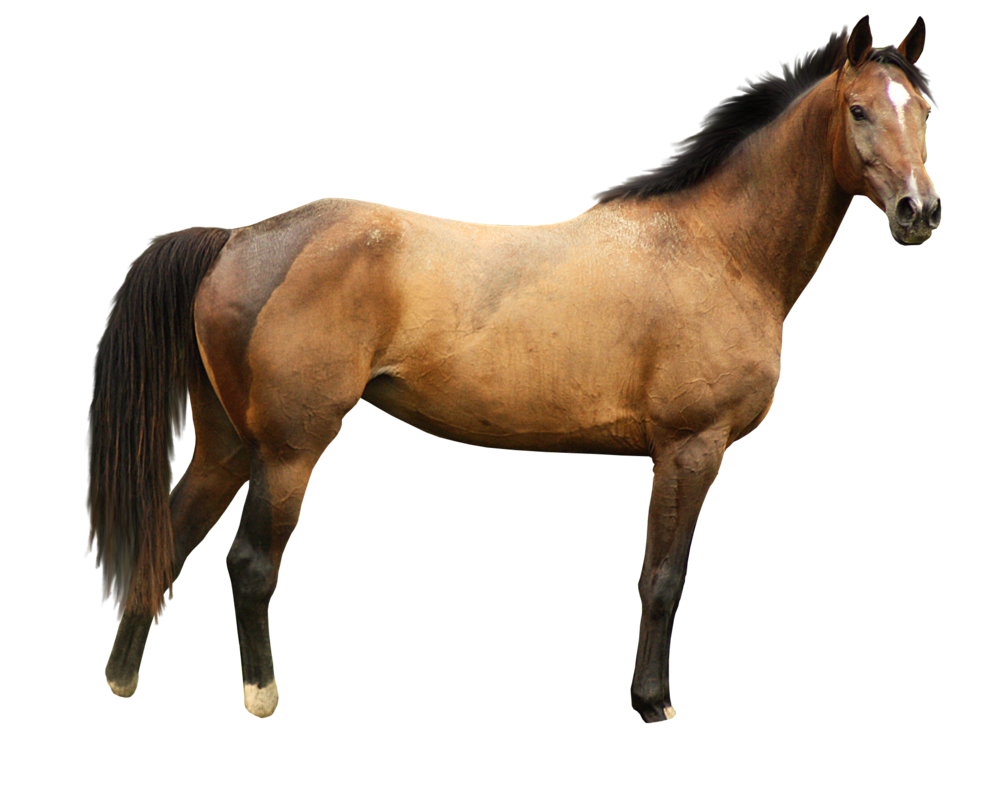 Horse PNG Pic Background