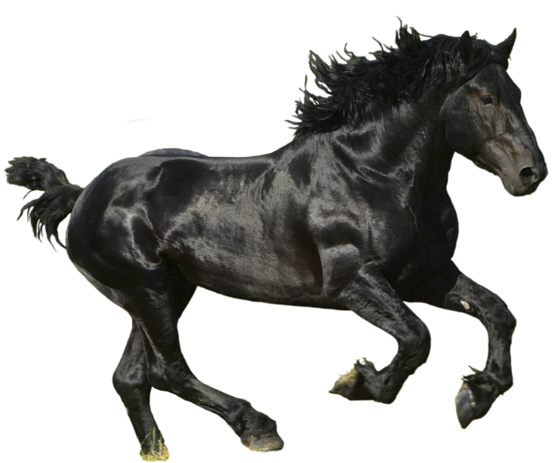 Horse Transparent Background