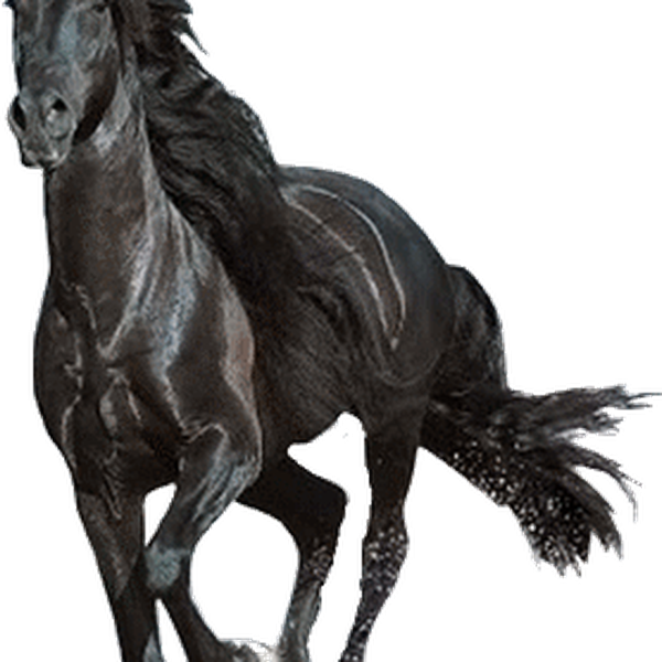 Horse Transparent PNG