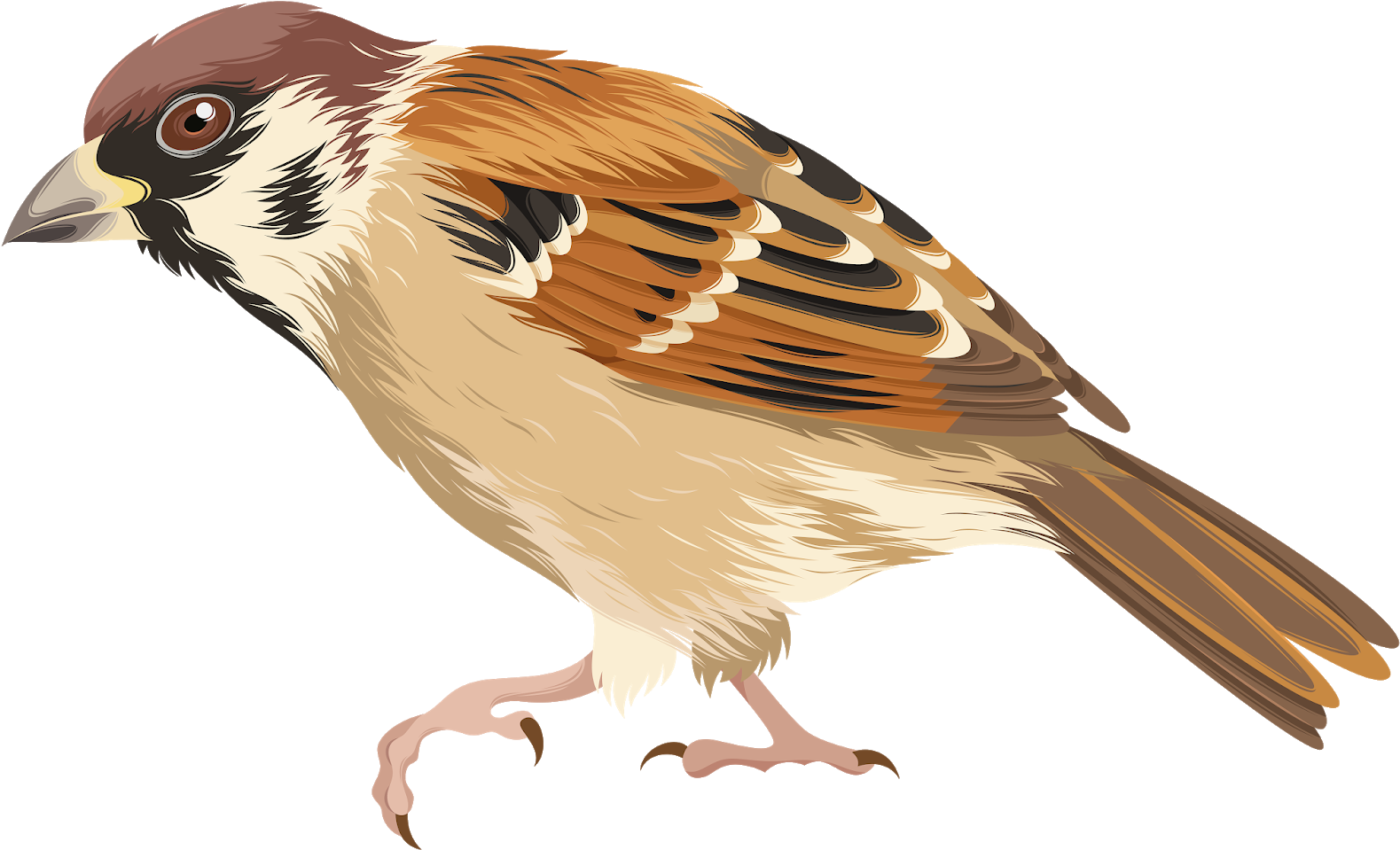 House Sparrow Background PNG Image