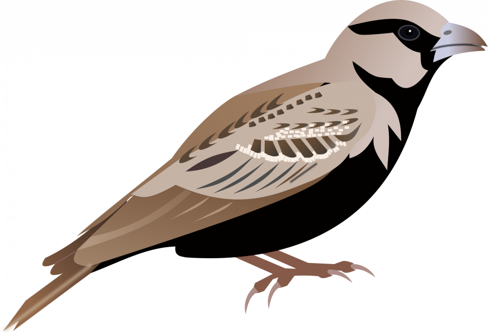 House Sparrow Background PNG
