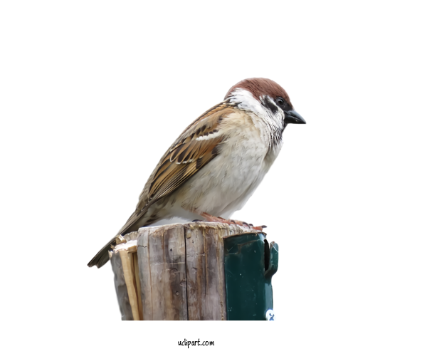 House Sparrow Download Free PNG