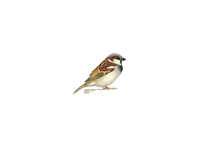 House Sparrow Free PNG