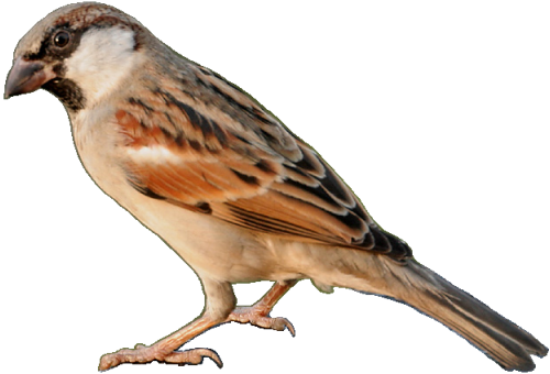 House Sparrow No Background
