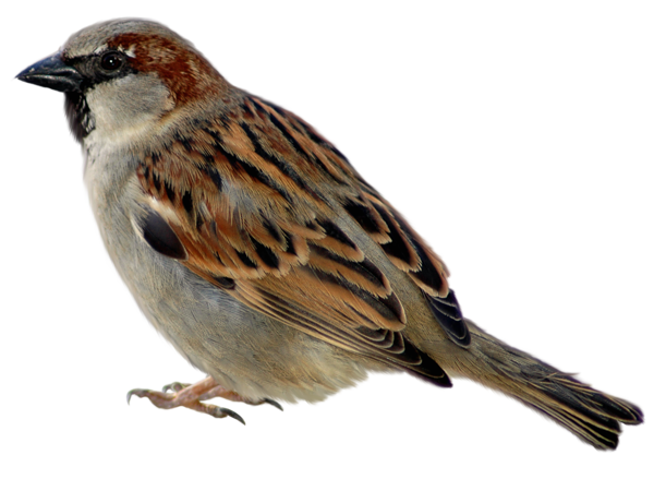 House Sparrow PNG Background
