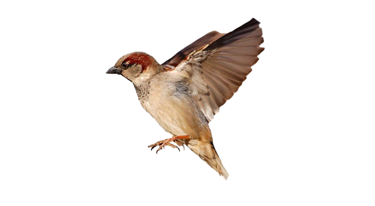 House Sparrow PNG Clipart Background