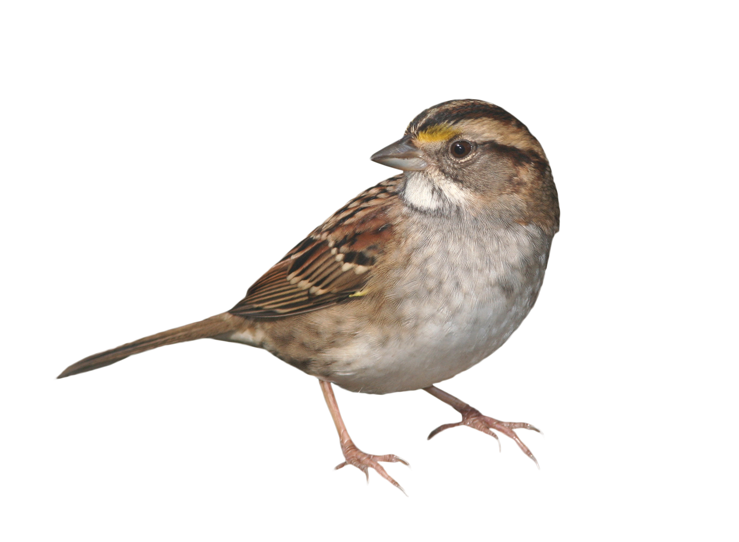 House Sparrow PNG Free File Download