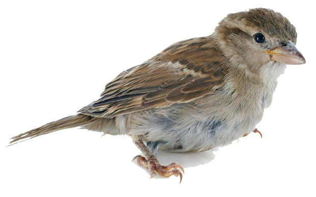 House Sparrow PNG HD Quality