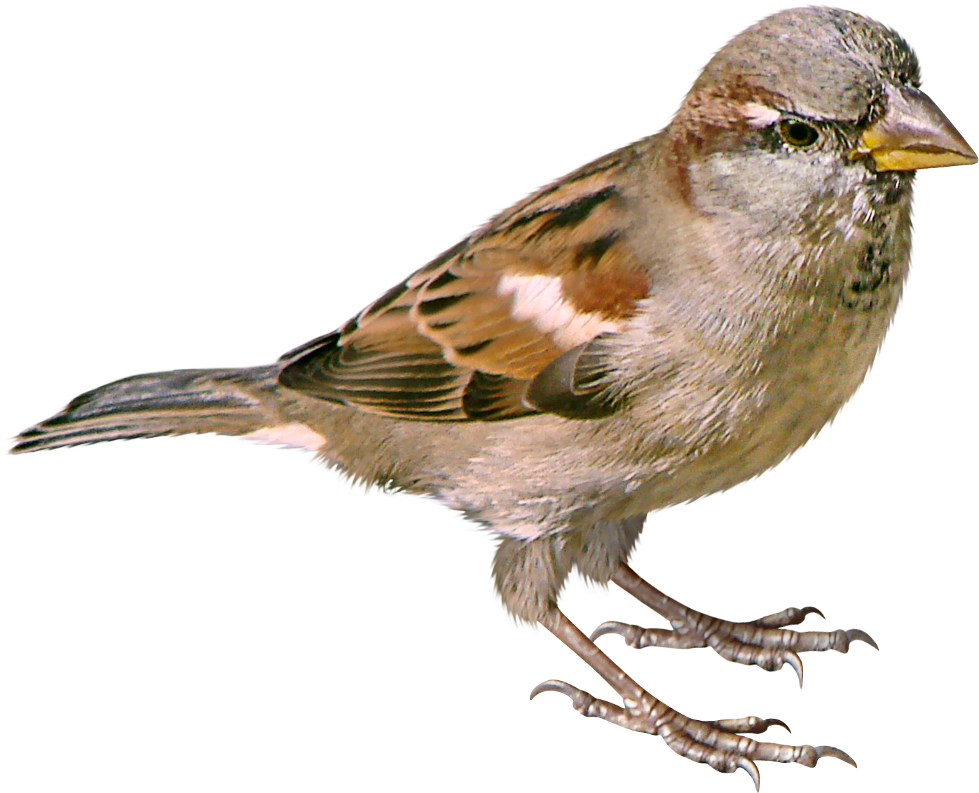 House Sparrow PNG Photo Image