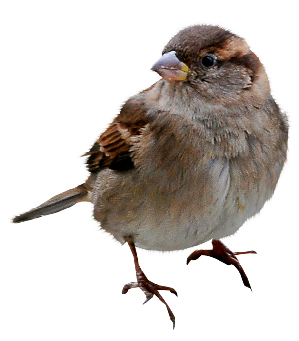House Sparrow PNG Pic Background