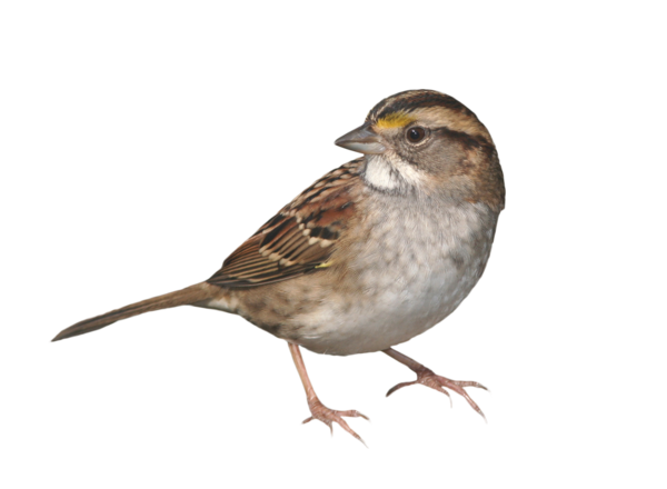 House Sparrow Transparent Free PNG