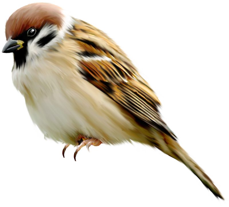 House Sparrow Transparent Image