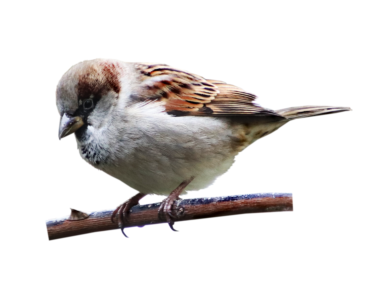 House Sparrow Transparent PNG