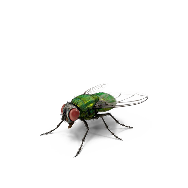 Housefly Background PNG