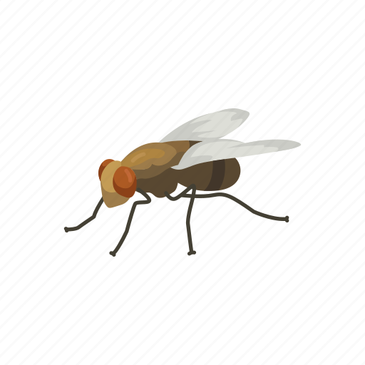 Housefly Download Free PNG
