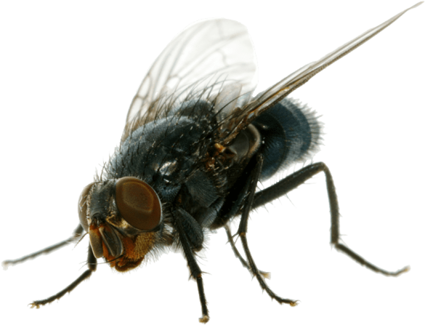 Housefly Free PNG