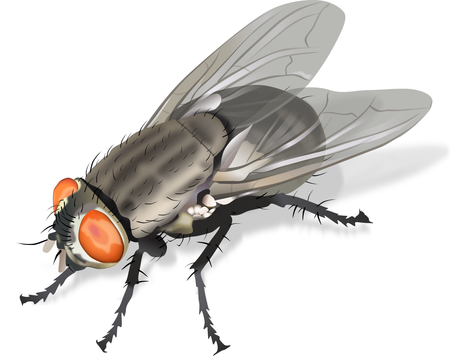 Housefly No Background