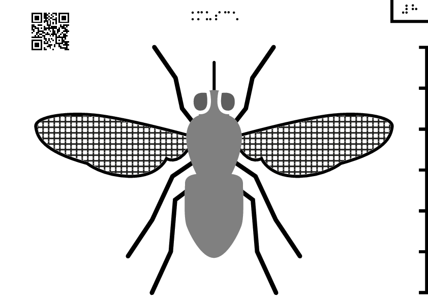 Housefly PNG Clipart Background