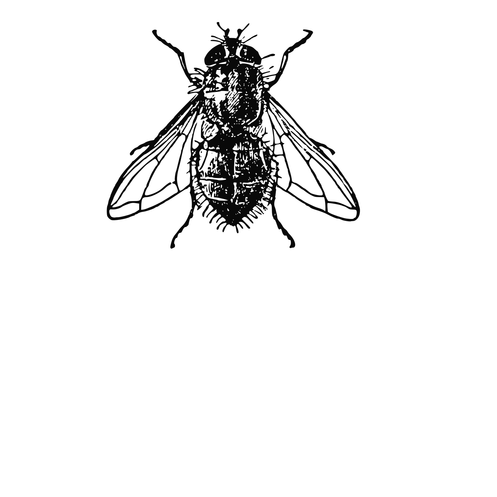 Housefly PNG Free File Download