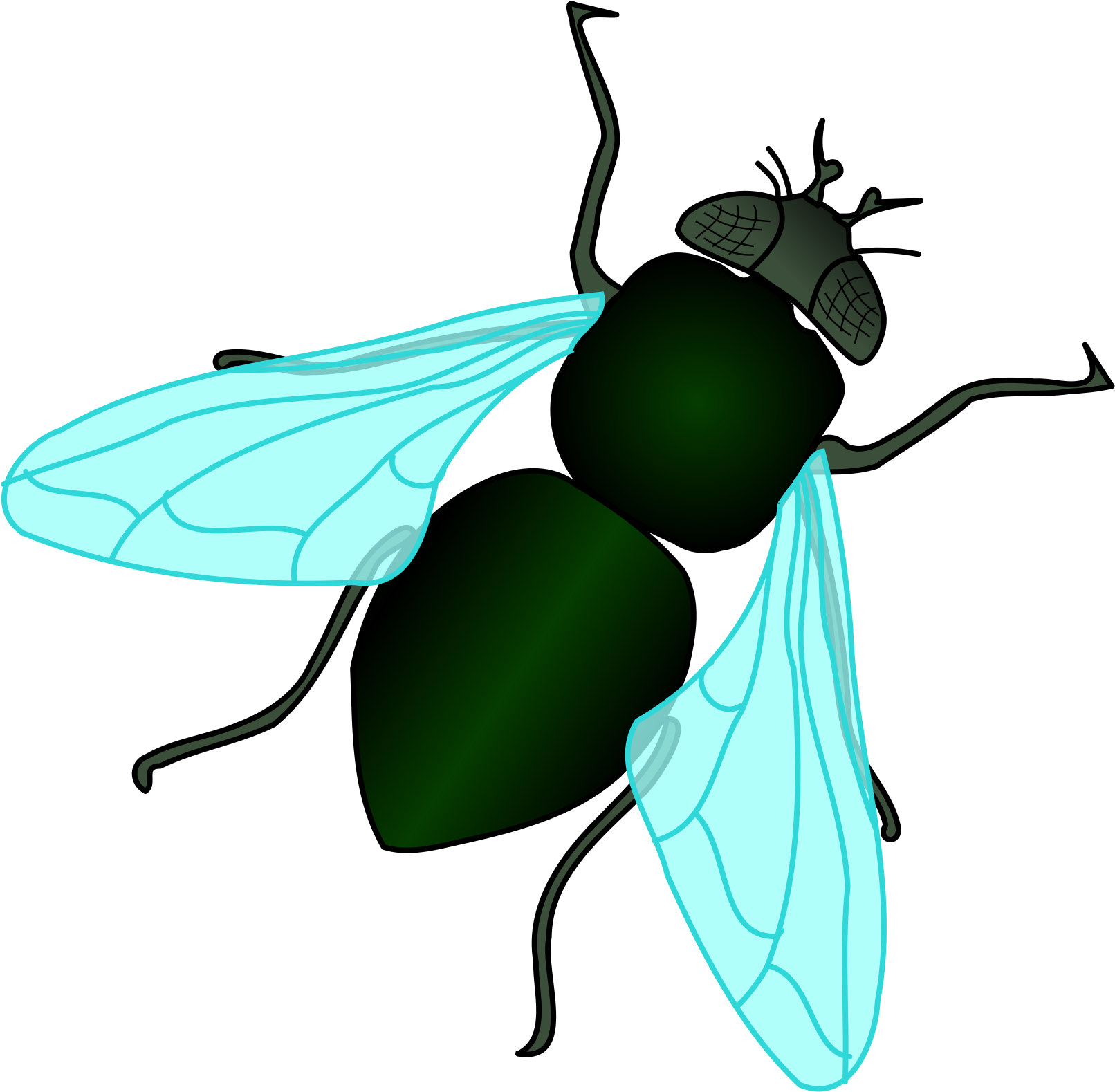 Housefly PNG HD Quality