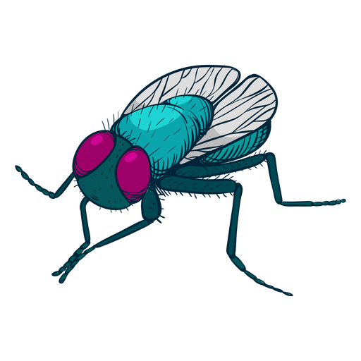 Housefly PNG Images HD
