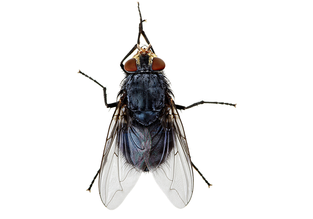 Housefly PNG Photo Image