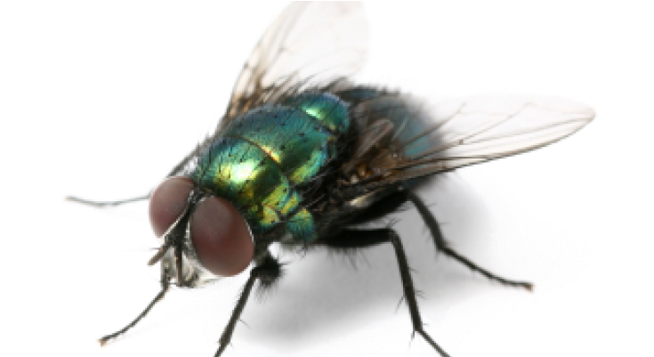 Housefly PNG Photos