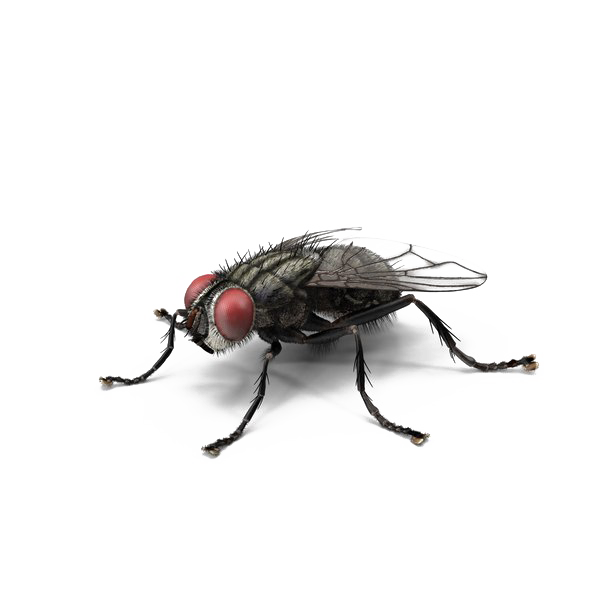 Housefly PNG Pic Background