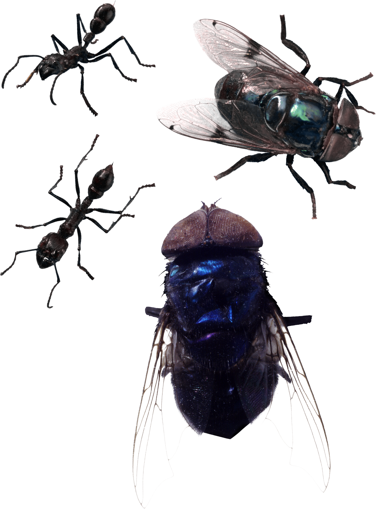 Housefly Transparent PNG