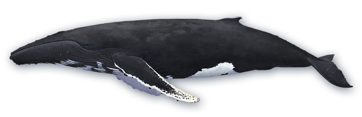 Humpback Whale Background PNG