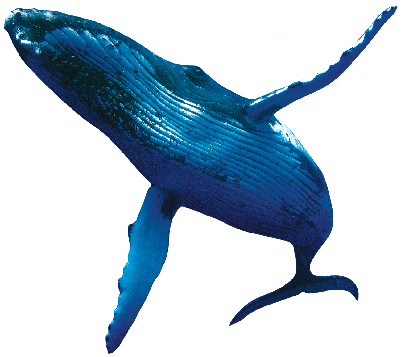Humpback Whale No Background