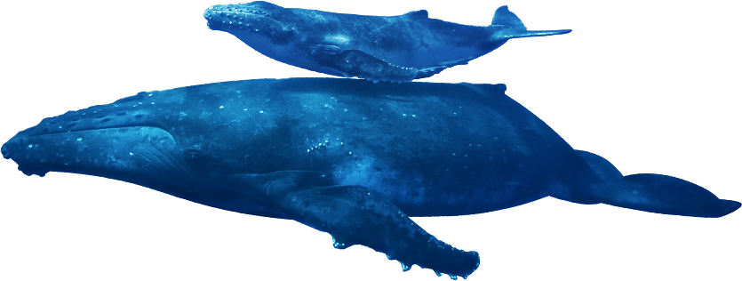 Humpback Whale PNG Background