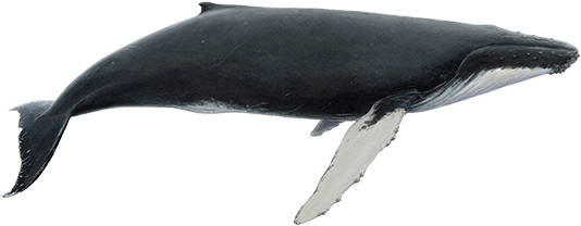 Humpback Whale PNG HD Quality