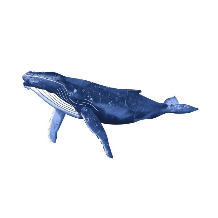 Humpback Whale PNG Images HD