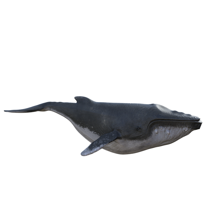 Humpback Whale PNG Photo Image