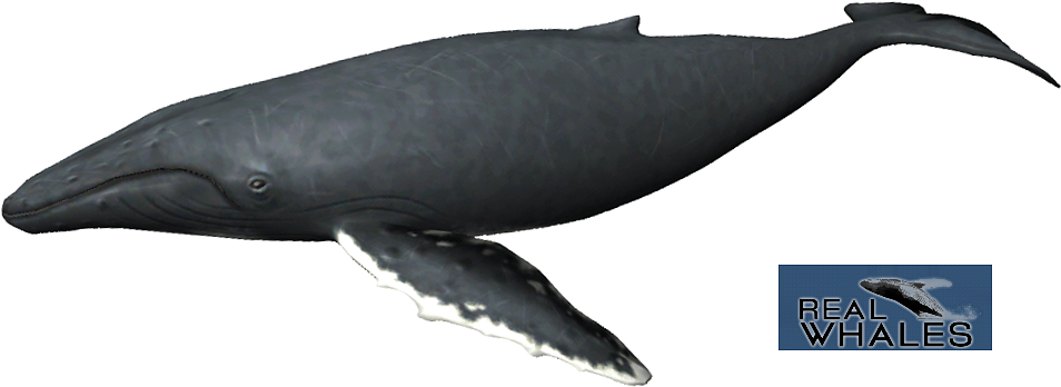 Humpback Whale PNG Photos